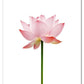 CORX Designs - Blooming Pink Flower Canvas Art - Review