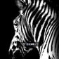 CORX Designs - Black and White Zebra Canvas Art - Review