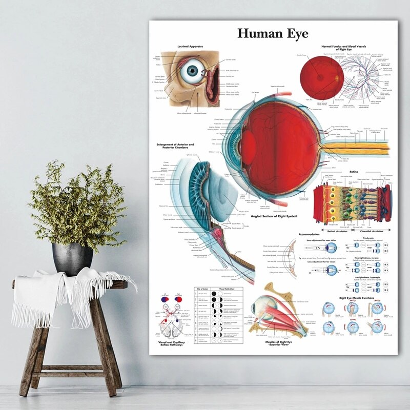 CORX Designs - Eye Anatomy Ophthalmology Canvas Art - Review