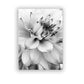CORX Designs - Black And White Dandelion Canvas Art - Review