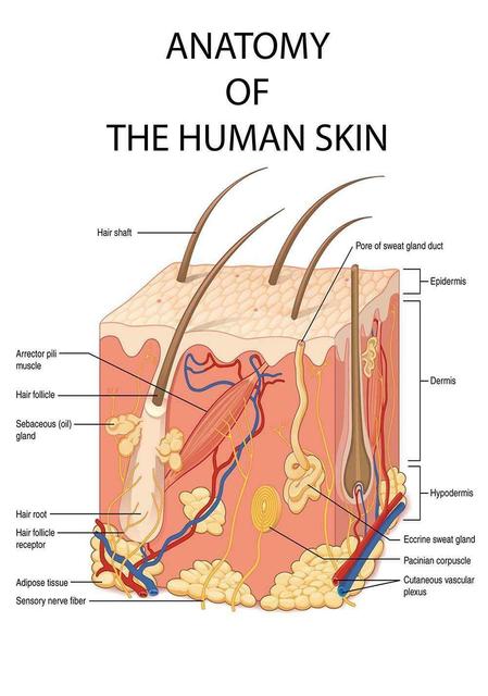 CORX Designs - The Human Skin Anatomy Medical Canvas Art - Review
