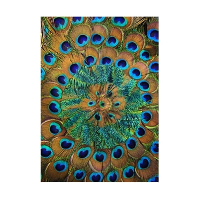 CORX Designs - Peacock Feather Canvas Art - Review